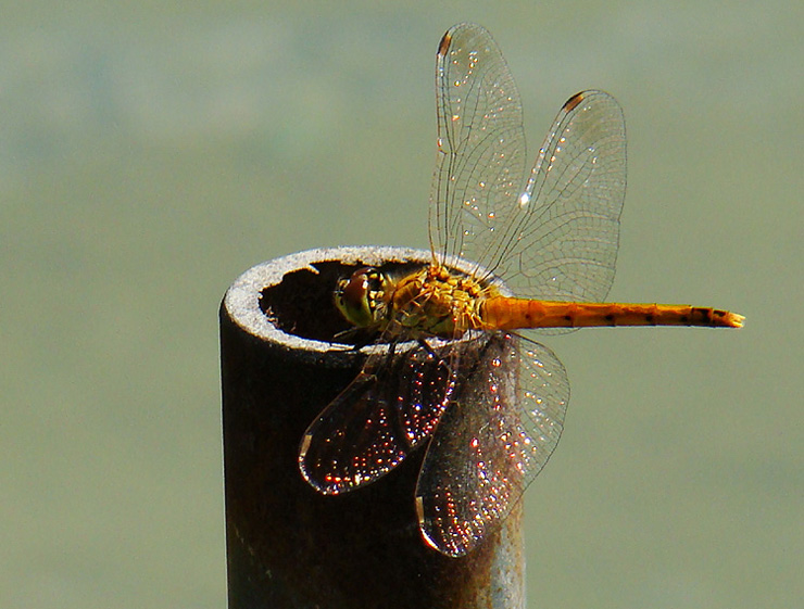 Dragonfly