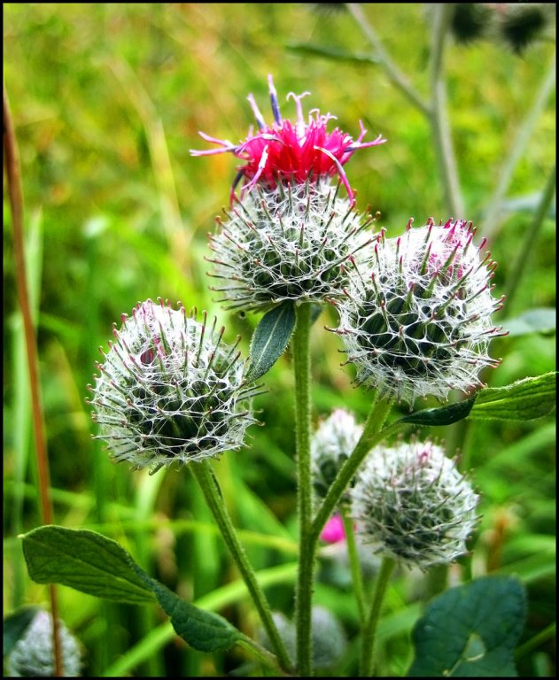 Arctium lappa