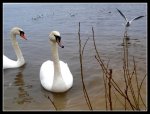 swan.2